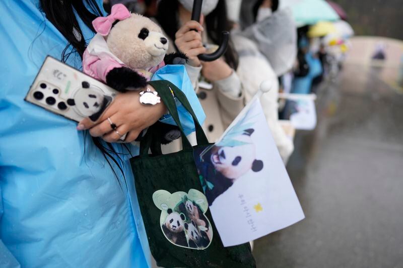 Visitors hold pictures of Fu Bao, the first giant panda born in South Korea, before Fu Bao is transferred to the airport for China at the Everland amusement park in Yongin, South Korea, Wednesday, April 3, 2024. A crowd of people, some weeping, gathered at a rain-soaked amusement park in South Korea to bid farewell to their beloved giant panda before her departure to China on Wednesday. (AP Photo/Lee Jin-man)