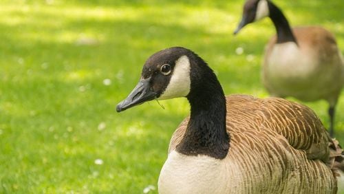 Twenty-six dead geese were found at an apartment complex in north Fulton County.