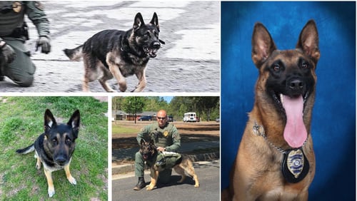K9 officers Eros (left) and Eli (right) died this week. Eros was retired for almost a year, and Eli died after tracking a suspect in Snellville.