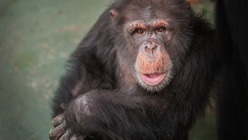 Hercules, an 11-year-old chimpanzee arrived at Project Chimps on March 22. He is one of two chimps that was named in a  New York Supreme Court lawsuit in 2013. Both chimps have been retired from research and will spend the remainder of their lives at Project Chimps. Photo Credit: Crystal Alba/Project Chimps