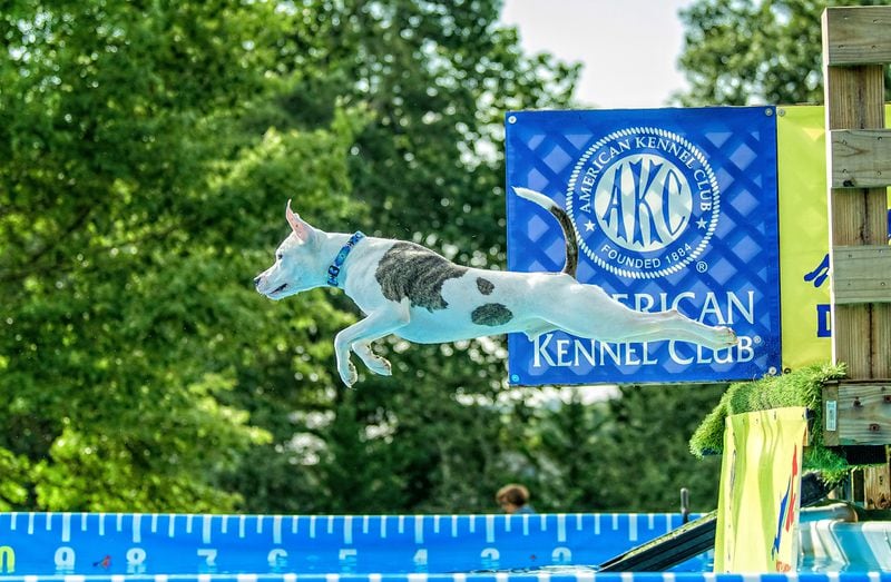 Linus, the Jolt Dog of the Day, is a rescue dog who now competes in North American Diving Dog competitions around Metro Atlanta. (Courtesy photo)