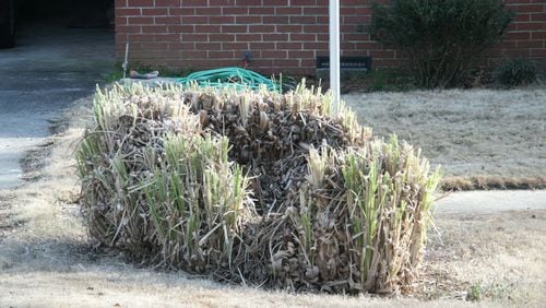 Pampas grass clumps die in the center because the roots prefer to grow outward, instead of inward, where old roots and compacted soil deter growth. (Walter Reeves for The Atlanta Journal-Constitution)