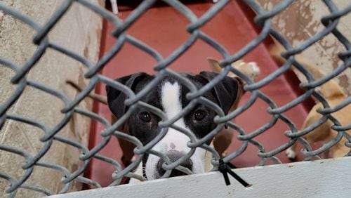 Lifeline, which manages animal control services for Fulton and DeKalb counties, will hold free adoptions 11 a.m.-7 p.m. Friday and Saturday and 11 a.m.-6 p.m. Sunday at shelters in Atlanta and Chamblee. Pets will be offered at no charge and will be vaccinated, spayed or neutered and microchipped. Courtesy Lifeline Animal Project