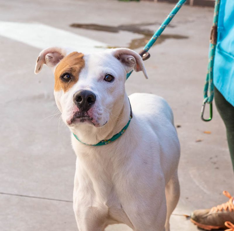 Brian Griffin is this week's adoptable pet from the folks at Lifeline.