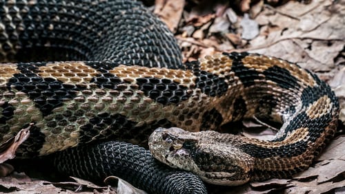 Canebrake rattlesnake.