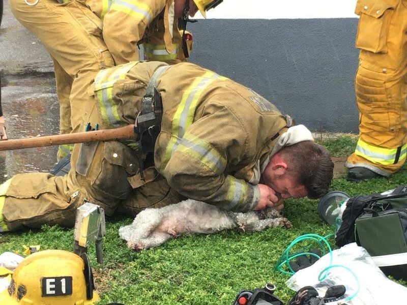 Firefighter Andrew Klein administers mouth-to-snouth resuscitation to Nalu Tuesday. (Photo: Billy Fernando/Santa Monica Fire Department)