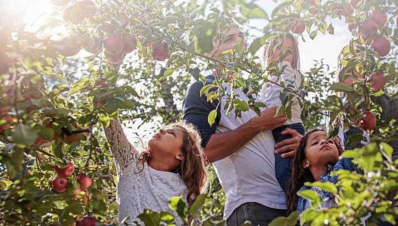 Pick your own peck of apples at B.J. Reece Orchards.