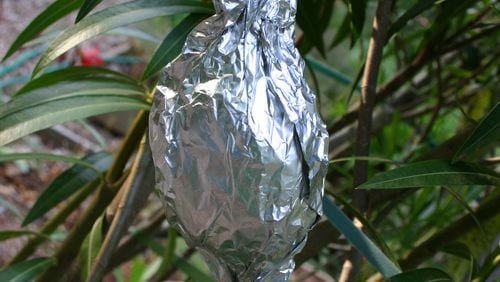 Almost any shrub can be propagated by air layering. The lump of sphagnum moss on this oleander has been covered with aluminum foil to keep it dark inside. (Walter Reeves for The Atlanta Journal-Constitution)