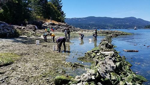People work to restore a clam garden at Russell Island, near Vancouver Island, with Parks Canada in 2017. (Photo courtesy of Marco Hatch)