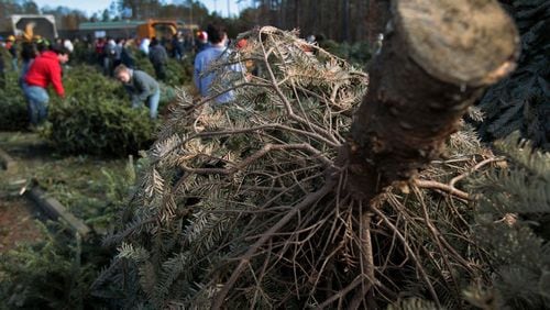 Roswell residents can drop off live Christmas trees for recycling at two local Home Depot stores for “Bring One for the Chipper” Saturday, Jan. 5. AJC FILE