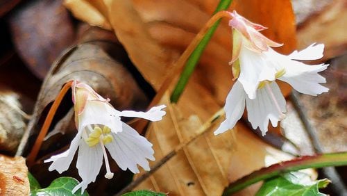 The storied Oconee bell is one of the South’s most beautiful and rarest wildflowers. Its common name comes from its bell-like flowers and the South Carolina county, Oconee, in which it was first discovered. CONTRIBUTED BY CHARLES SEABROOK