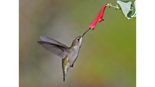 A female ruby-throated hummingbird sips nectar from a coral honeysuckle bloom. The flower is a Georgia native that provides nectar and also attracts small insects, which hummingbirds also eat. (Courtesy of Dick Daniels/Creative Commons)