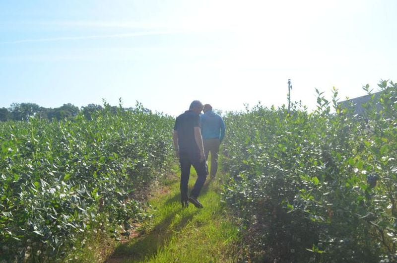Tyler Adams and Marcel Beelen survey Adams' blueberry crop. (Photo Courtesy of Lucille Lannigan)