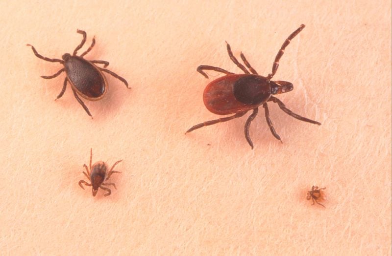 A close up of an adult female, an adult male, nymph and larva tick