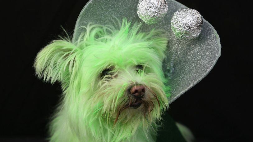 Wilson, a rescued mixed breed, poses as a Martian at the Tompkins Square Halloween Dog Parade on October 20, 2012 in New York City.