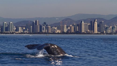 The mighty gray whale is no stranger to the San Diego skyline. CONTRIBUTED BY BOB GRIESER