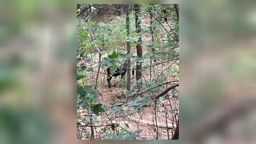 A photo tweeted by GDOT showed that one runaway cow from an Oct. 1 crash is still on the loose.