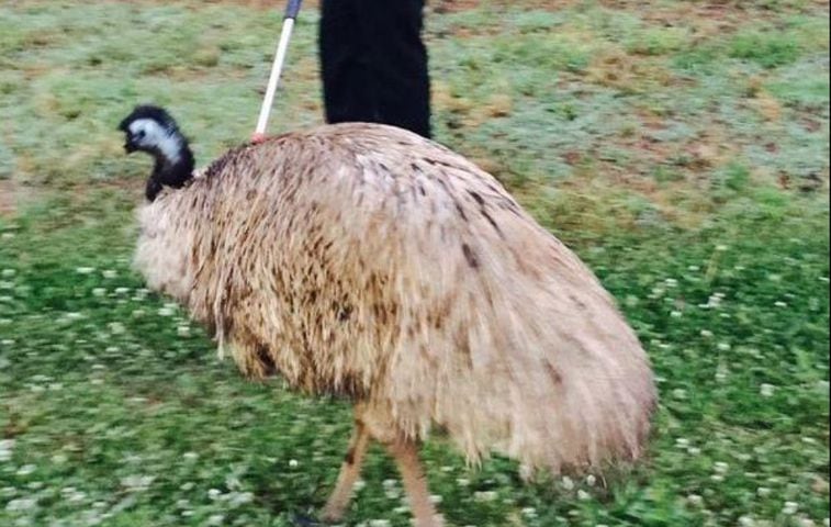 An emu (not an ostrich)
