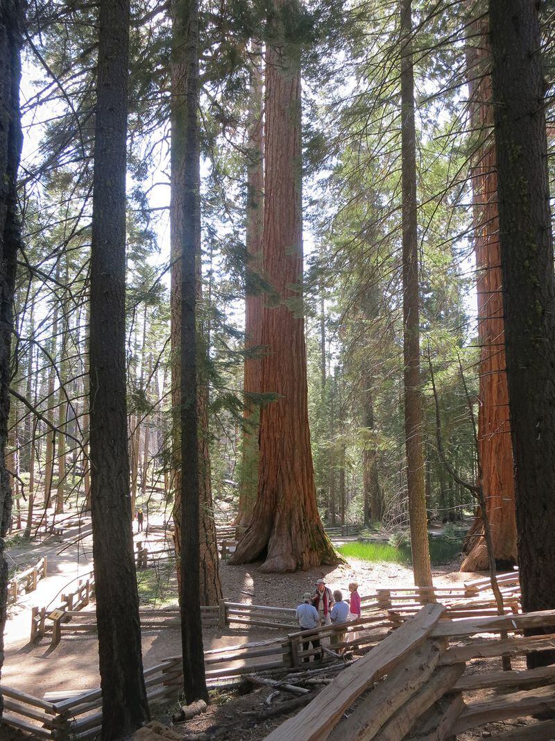 Mariposa Grove in Yosemite National Park is home to rare giant sequoia trees. CONTRIBUTED BY WESLEY K.H. TEO