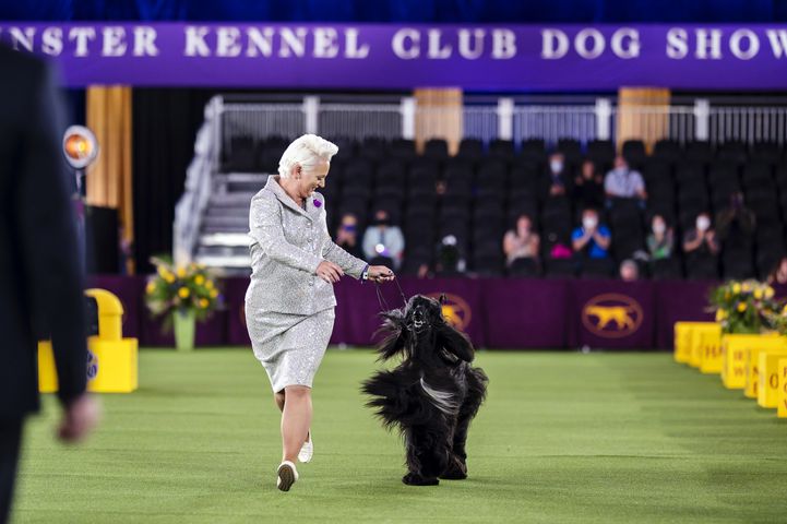 A handler presents an Afghan hound at the Westminster Kennel Club Dog Show, held at the Lyndhurst Mansion in Tarrytown, N.Y., on Saturday, June 12, 2021. (Karsten Moran/The New York Times)