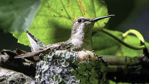 Ruby-throated hummingbirds soon will be returning to Georgia for the spring nesting season. Females will be building tiny, lichen-covered nests like this one. (Courtesy of Lorrie Shaull/Creative Commons)
