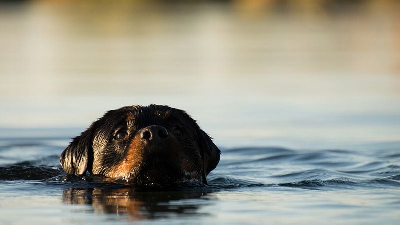 A photo of a dog swimming in the water. 