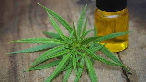 Green leaves of medicinal cannabis with extract oil