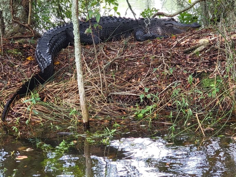 An alligator seen on the H20 Alligator and Nature Tour in Sea Pines Forest Preserve in Hilton Head, South Carolina. 
(Courtesy of Tracey Teo)
