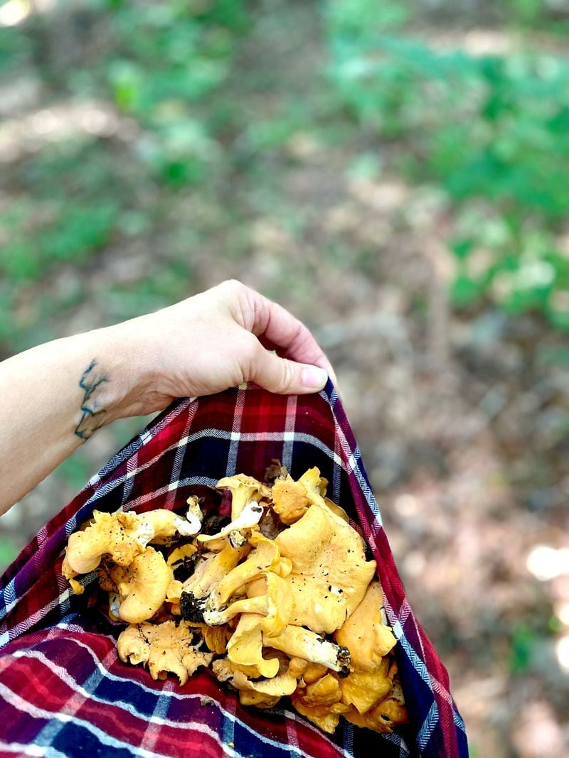 A shirt can be a makeshift tote when an unexpected mushroom bounty appears during a walk in the woods. Angela Hansberger for The Atlanta Journal-Constitution