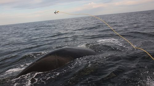 A 15-year-old North Atlantic right whale was freed from fishing gear it was tangled in off the coast of Jekyll Island on January 20, 2023.
