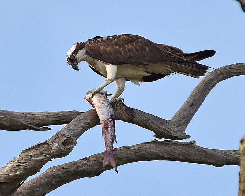 An osprey with a fish at Honeymoon Island State Park. Contributed by Don Solari
