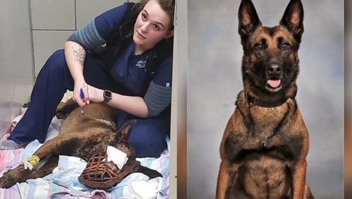 Indi, a DeKalb County police dog, was released from the Blue Pearl Veterinary Hospital after being shot Thursday.