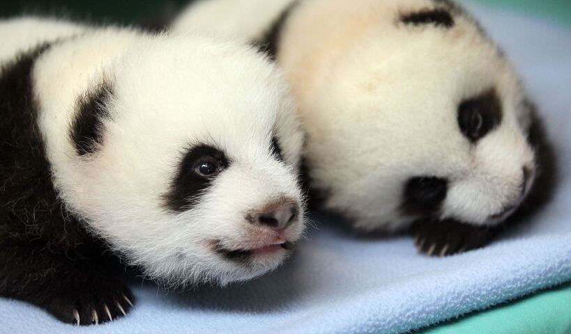 Panda cubs and zoo babies