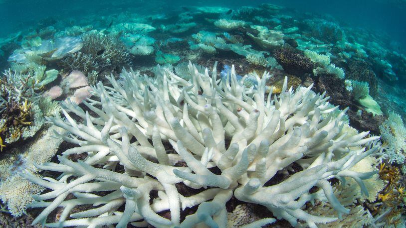 This May 2016 photo provided by the Ocean Agency/XL Catlin Seaview Survey shows coral bleaching in the Maldives. Coral reefs, unique underwater ecosystems that sustain a quarter of the world's marine species and half a billion people, are dying on an unprecedented scale. Scientists are racing to prevent a complete wipeout within decades. (The Ocean Agency / XL Catlin Seaview Survey via AP)