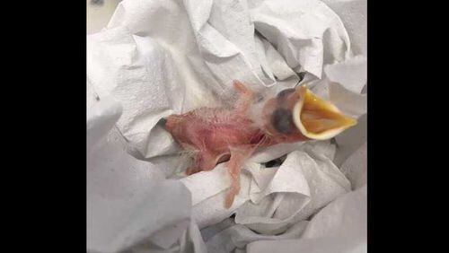 A critically endangered Bali mynah hatched at Zoo Atlanta April 27, 2017. The chick is two days old in the photo.