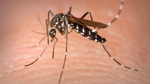 To keep mosquitoes at bay use repellents with chemicals that confuse the insect’s smell sensors. Just a few chemicals are capable of doing this, including lemon eucalyptus oil, picaridin, and DEET. PHOTO CONTRIBUTED BY JAMES GATHANY/CDC
