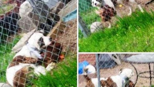 These photos apparently show a dead chicken duct taped to a dog’s neck in Columbus. (Credit: Columbus Ledger-Enquirer)