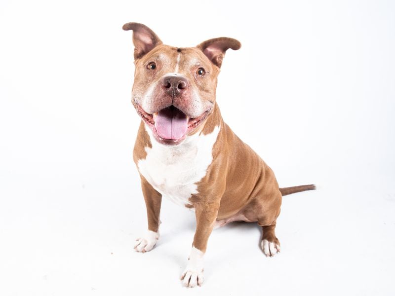 Tucker, a 7-year-old dog, is awaiting adoption at LifeLine Animal Project. Tucker is described as a super friendly and wiggly guy who is always smiling. "This couch potato listens well, aims to please and is just the cutest, chunky old man around." For more information, contact adoptions@fultonanimalservices.com. (Courtesy of LifeLife Animal Project)