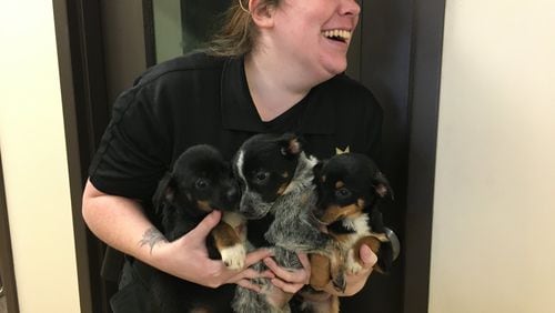 Greene County Animal Control Officer Chloe Hofstetter carries three puppies the shelter is looking to adopt out. Cobb is weighing a ban on pet sales as advocates urge people to adopt from shelters instead. RICHARD WILSON/STAFF