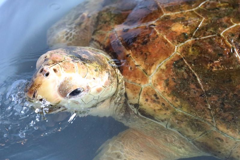 This isn’t the first time the aquarium has sheltered Floridian turtles from a storm. (Photo courtesy of the Georgia Aquarium)
