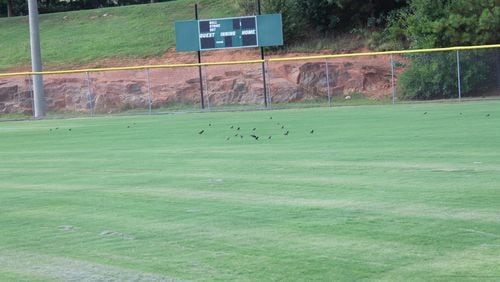 Three Cobb athletic fields will receive artificial turf instead of continuing to be planted with Bermuda grass. Carolyn Cunningham for the AJC