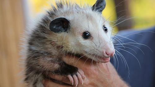 The study notes opossums are particularly good at grooming themselves, which leads them to swallow most of the ticks that attach themselves. (File photo)