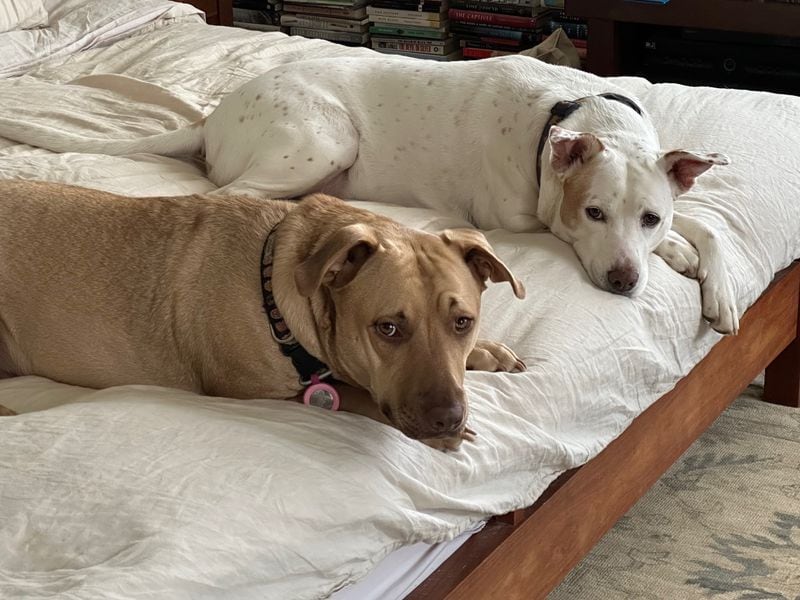 Local lucky dogs Hamlet, left, and Vesper Hogan-Vanegas lounge in their Ansley Park home.
