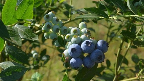 Laina Gray, FineField's U.S. operations manager, said each blueberry variety will act differently. Farmers must look at the percentage of blue vs. green berries and how much the fruit wants to release to decide when to harvest. (Photo Courtesy of Lucille Lannigan)