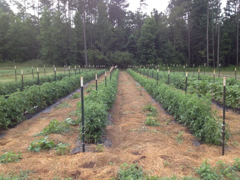 tomato fields at Riverview Farms