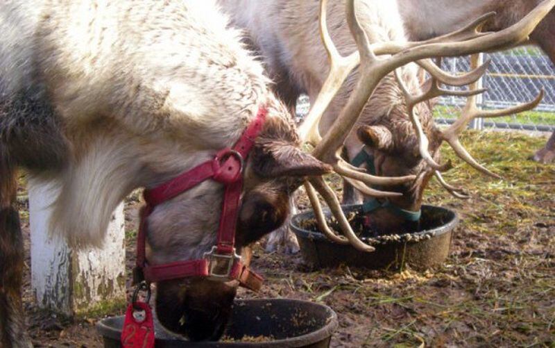 The sixth annual Reindeer Day at Chattahooche Nature Center Dec. 11 features live reindeer.
