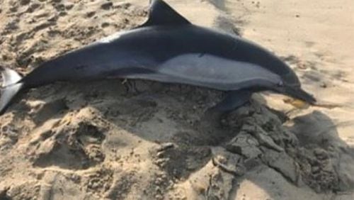 A dead dolphin that washed up on Manhattan Beach, California, was shot, officials said.