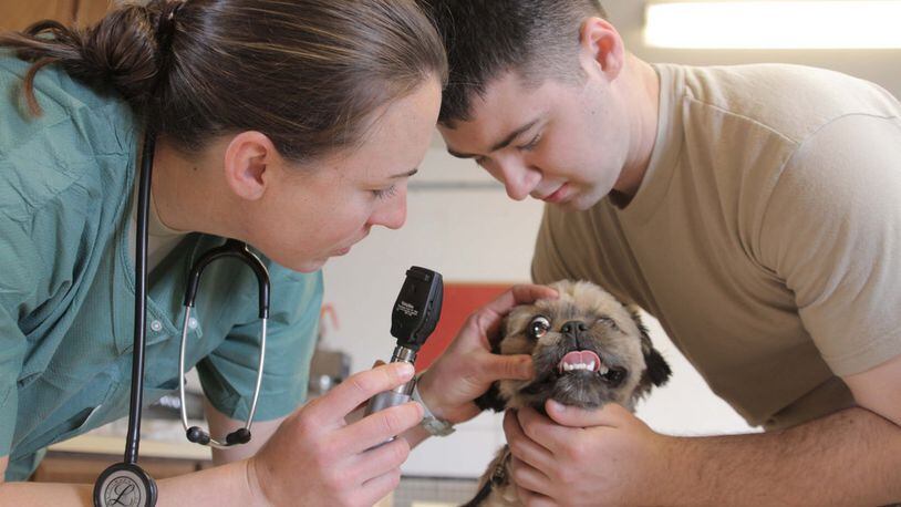 Full-time vet care coming to Gwinnett animal shelter. File Photo