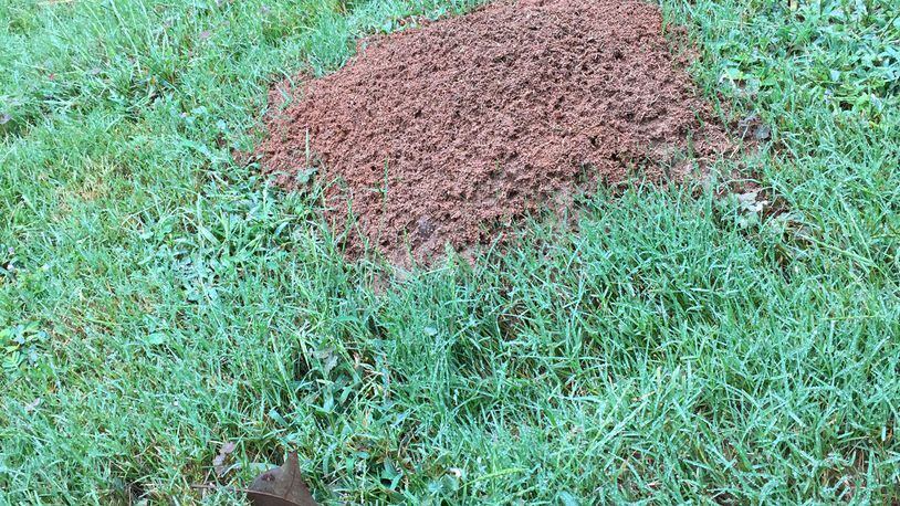 Many fire ants were killed by the late winter freeze, but the survivors are quickly reproducing and mounds like this will soon appear. (Walter Reeves for The Atlanta Journal-Constitution)