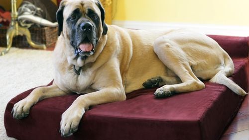 The makers of Big Barker are so confident that your dog won't bottom out on one of its beds that the company offers a 10-year "Can't flatten, won't flatten" warranty.